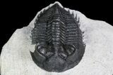 Coltraneia Trilobite Fossil - Huge Faceted Eyes #92940-1